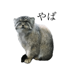 [LINEスタンプ] まぬすた