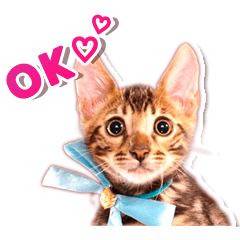 [LINEスタンプ] アメショージウとベンガルレオのスタンプ