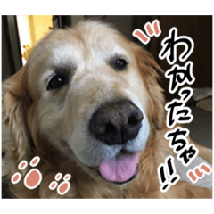 [LINEスタンプ] 実家の犬ボスのスタンプ