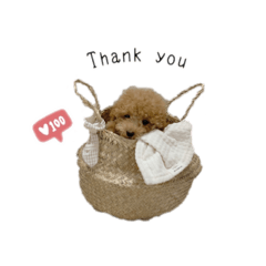 [LINEスタンプ] 毎日使えるヌンちゃんスタンプ❤︎