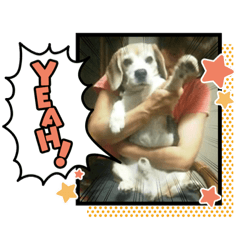[LINEスタンプ] くっきー写真スタンプ①