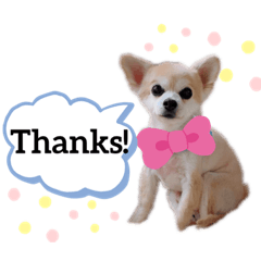 [LINEスタンプ] ぼく、犬マロン その1