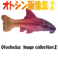 [LINEスタンプ] オトシン集-②