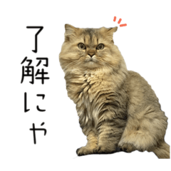 [LINEスタンプ] イケメン猫のちゃちゃ丸くん