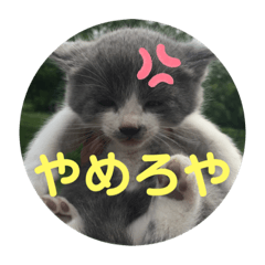 [LINEスタンプ] にゃぁのあんこさん2