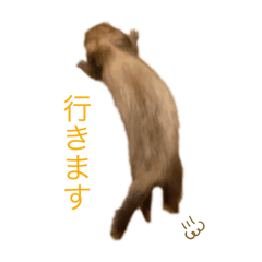 [LINEスタンプ] フェレットのごまぽんず