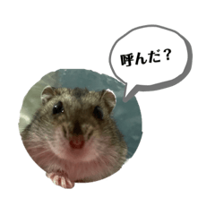 [LINEスタンプ] 日常的に使えるしらすスタンプ2