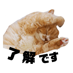 [LINEスタンプ] ネコねこスタンプ2