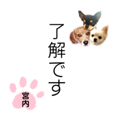 [LINEスタンプ] チャッピーチョコラッキー（宮内編）