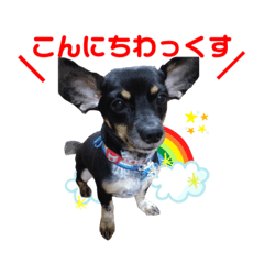 [LINEスタンプ] 《 チワックス》モカのスタンプ