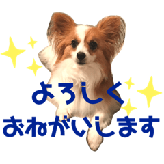 [LINEスタンプ] パピヨン犬のメープルちゃん