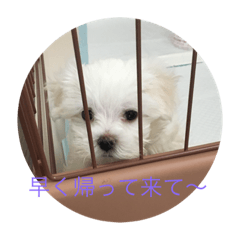 [LINEスタンプ] マルチーズ マル
