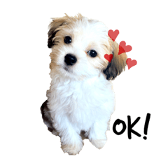 [LINEスタンプ] マルチーのもちまる