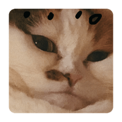 [LINEスタンプ] まる先輩からのお言葉