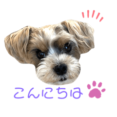 [LINEスタンプ] 我が家のアイドル！？ヨープー君
