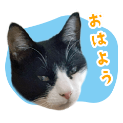 [LINEスタンプ] おっぽ@猫写真スタンプ「殿・姫・拓」