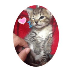 [LINEスタンプ] ちょこ＆モモ＆みーちゃん