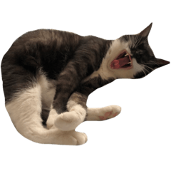 [LINEスタンプ] にゃ一
