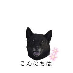 [LINEスタンプ] 甲斐犬スタンプ (日常版)