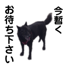 [LINEスタンプ] 甲斐犬スタンプ(大きめ・敬語)