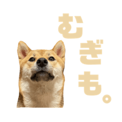 [LINEスタンプ] むぎのスタンプ1