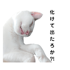 [LINEスタンプ] ねこにゃ日和〜その2
