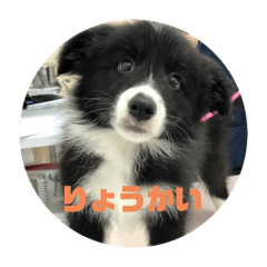 [LINEスタンプ] ボーダーコリー凛花No．1