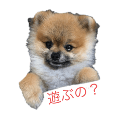 [LINEスタンプ] 愛犬ちいず