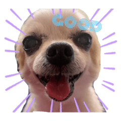 [LINEスタンプ] チワワの日常(＾ν＾)