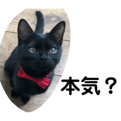 [LINEスタンプ] 黒猫クミン