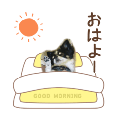 [LINEスタンプ] ソランとの日常