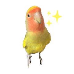 [LINEスタンプ] コザクラインコよもぎ♀2