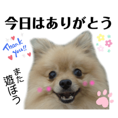 [LINEスタンプ] 主婦の友②！ポメラニアン達と黒猫達