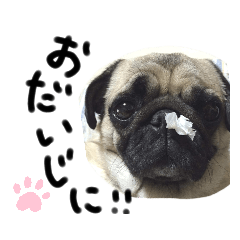 [LINEスタンプ] パグ犬のくぅちゃん