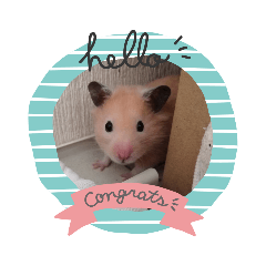 [LINEスタンプ] キンクマハムスター の 金ちゃん