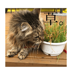 [LINEスタンプ] ゆるゆるな猫さんたち。