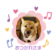 [LINEスタンプ] しばいぬタロとの日常