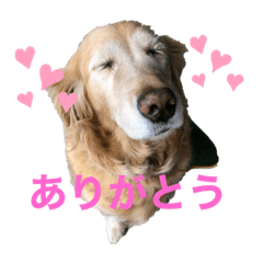 [LINEスタンプ] チャングと愉快な仲間たち