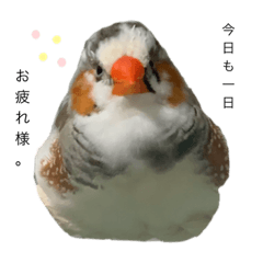 [LINEスタンプ] 錦華鳥のいる暮らし