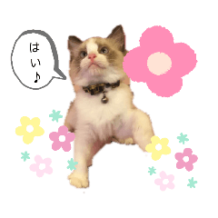 [LINEスタンプ] ひまわりとすずらんの毎日