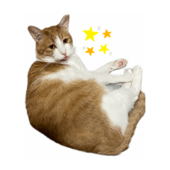 [LINEスタンプ] 猫のこじろう その1