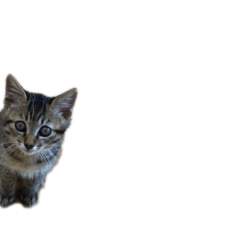 [LINEスタンプ] びびた ストーリー0