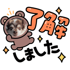 [LINEスタンプ] 愛犬チワワのクンでーす。