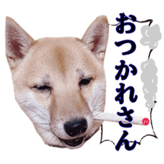 [LINEスタンプ] あずきくん③