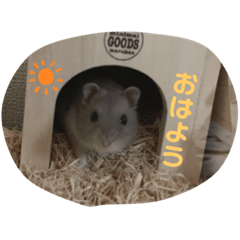 [LINEスタンプ] Koa君の日常