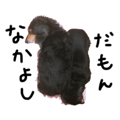 [LINEスタンプ] もっといっっっちばんかわいい犬