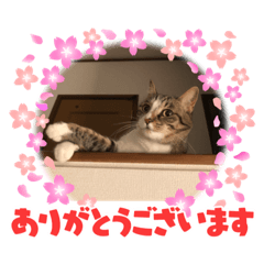 [LINEスタンプ] すずにゃん002