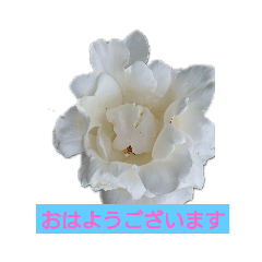 [LINEスタンプ] 薔薇色の1日