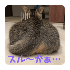 [LINEスタンプ] ちゃたさん