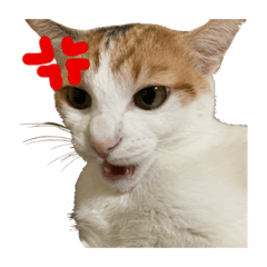 [LINEスタンプ] こめぱん